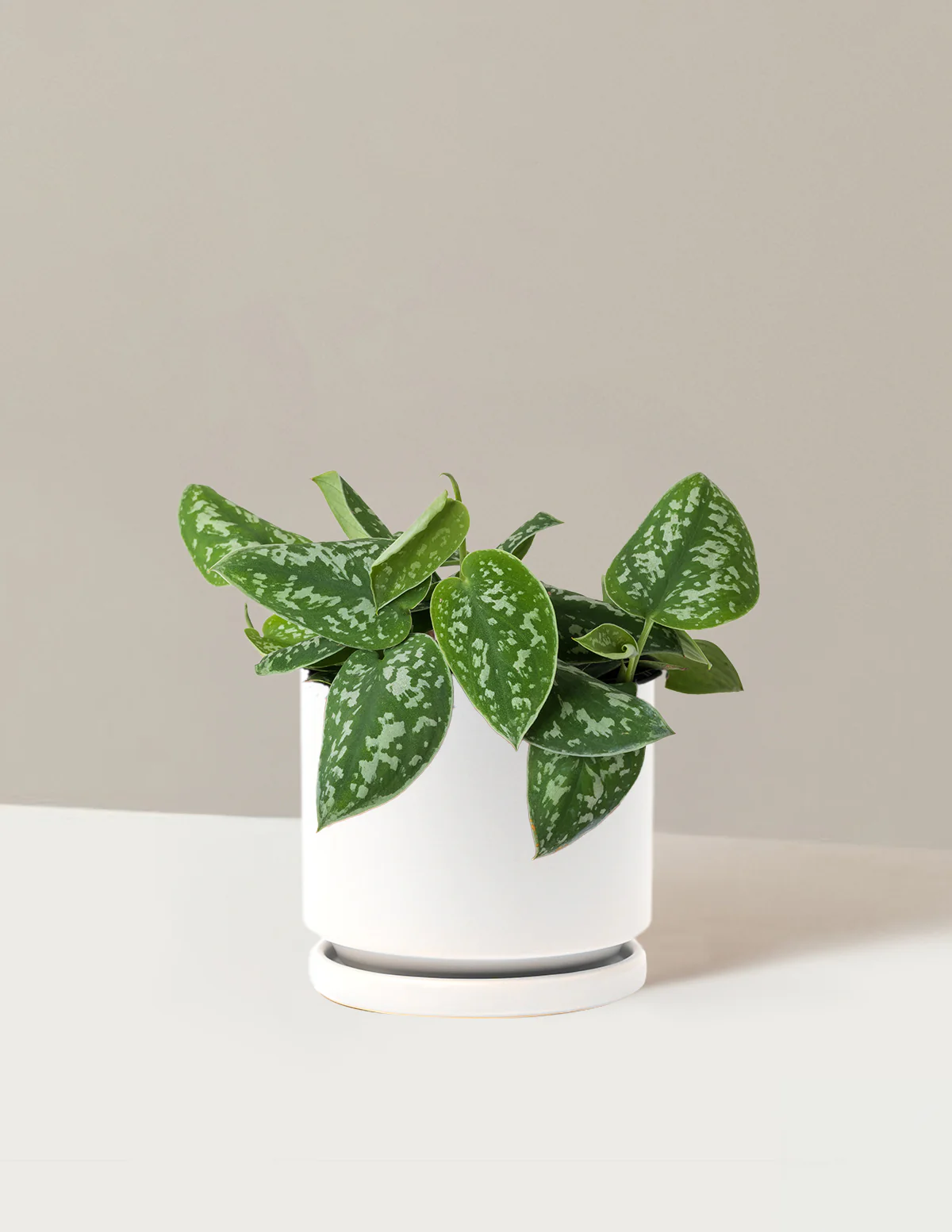 Philodendron Silver - Image 29