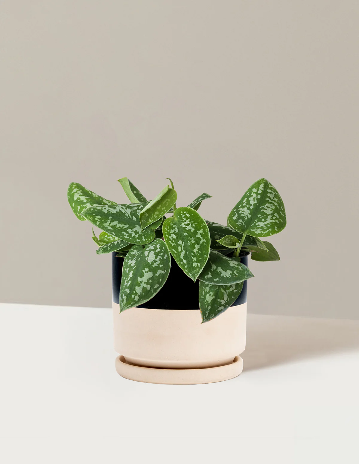 Philodendron Silver - Image 3