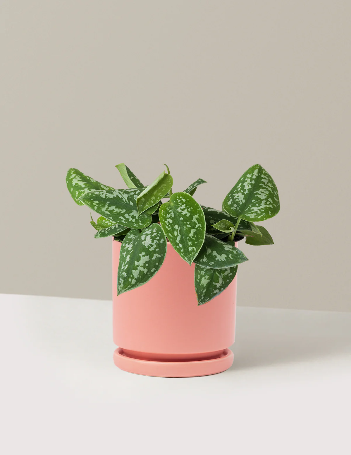 Philodendron Silver - Image 30