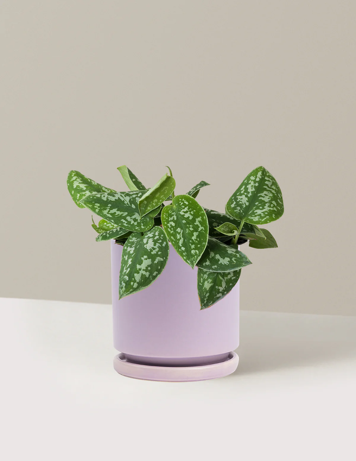 Philodendron Silver - Image 31