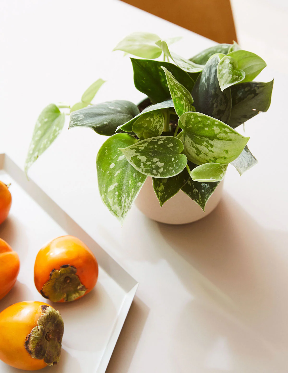 Philodendron Silver - Image 4