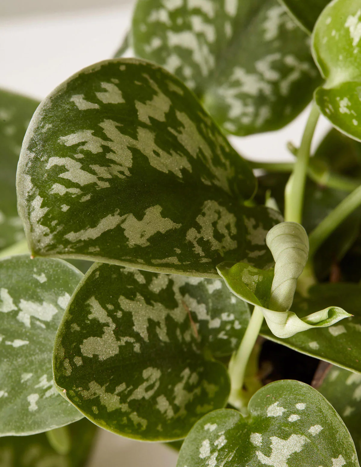 Philodendron Silver - Image 5