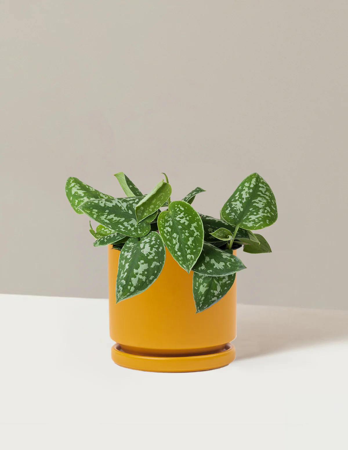 Philodendron Silver - Image 7