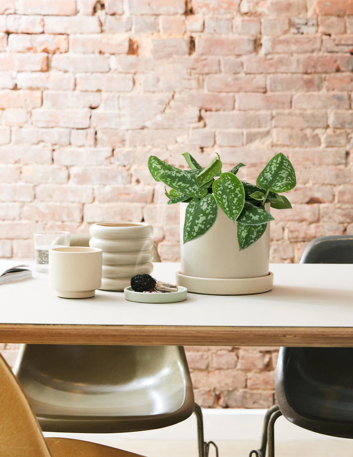 Philodendron Silver - Image 8