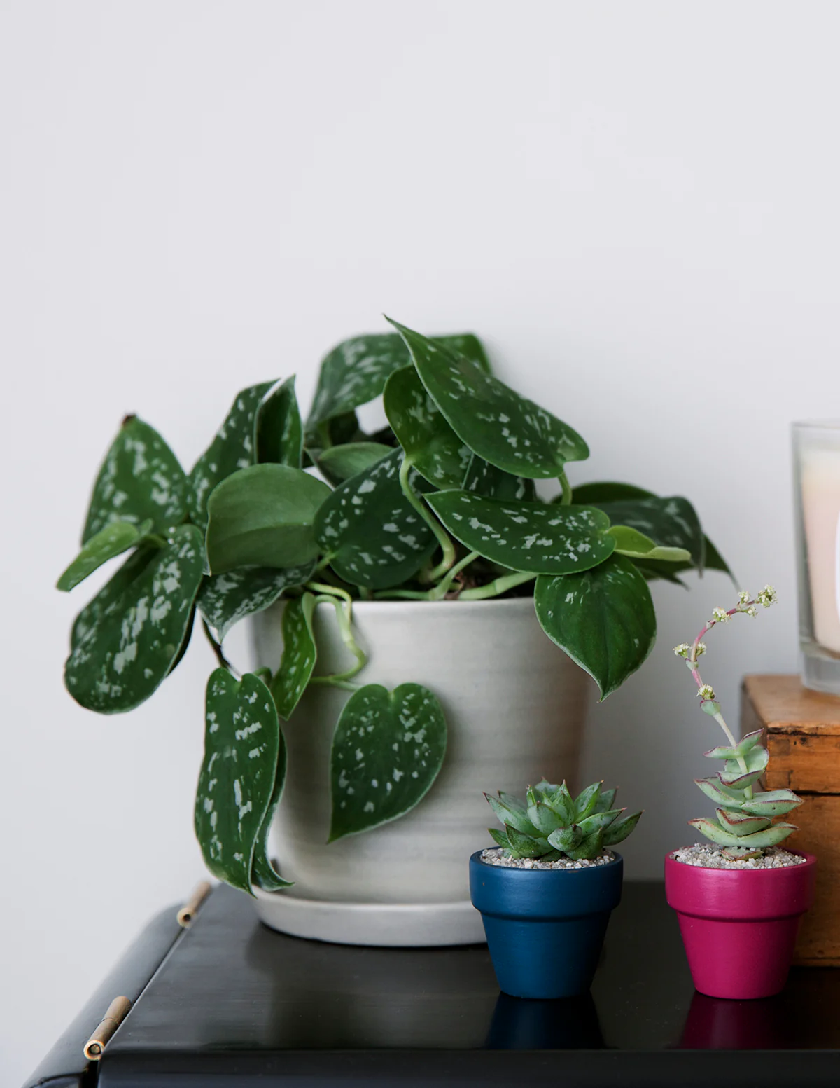 Philodendron Silver - Image 9