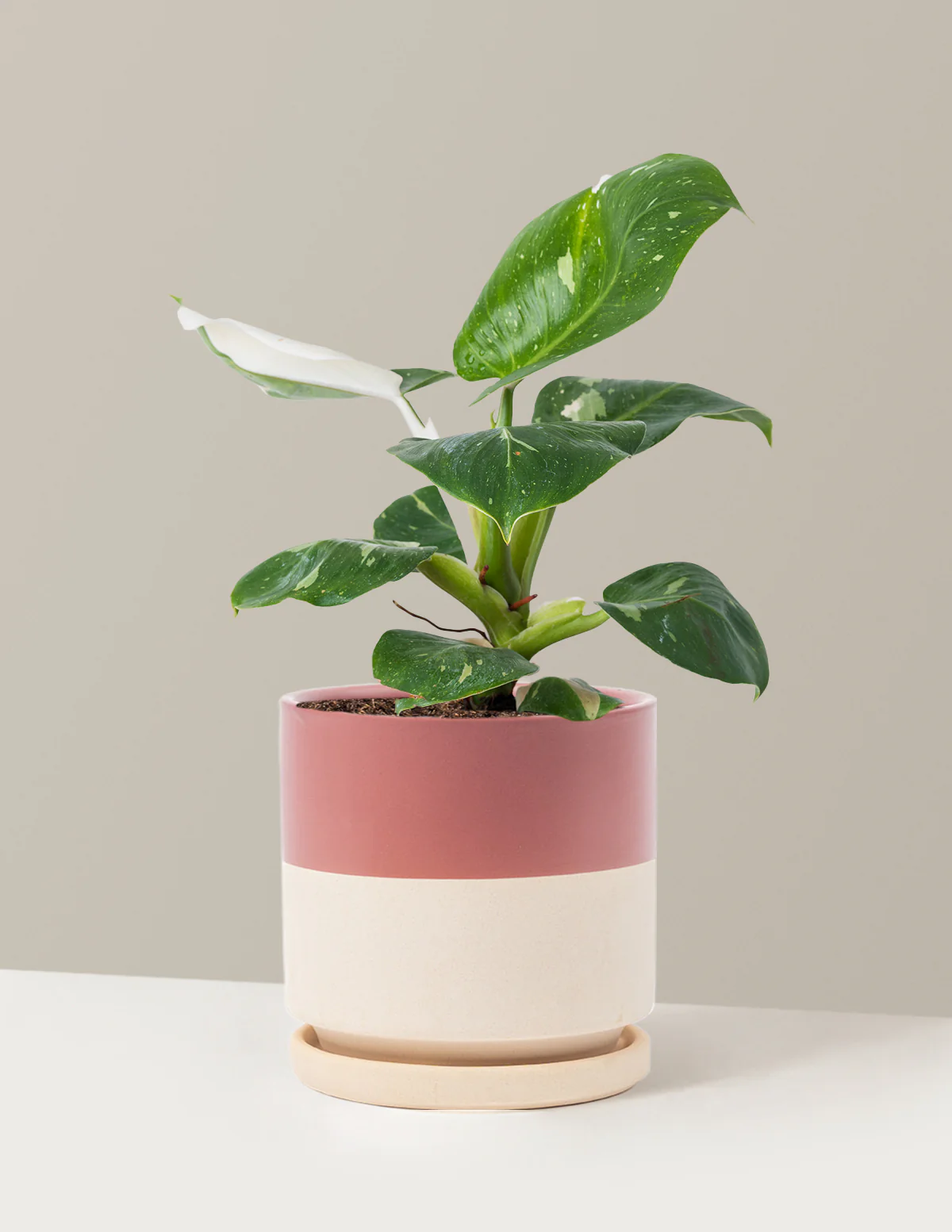 Philodendron White Knight - Image 21