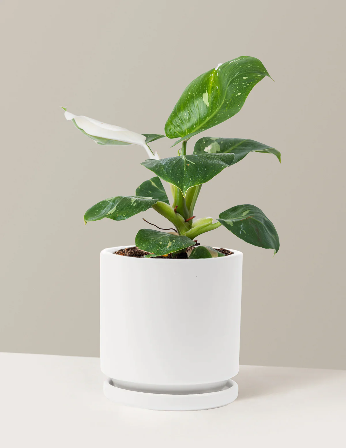 Philodendron White Knight - Image 6