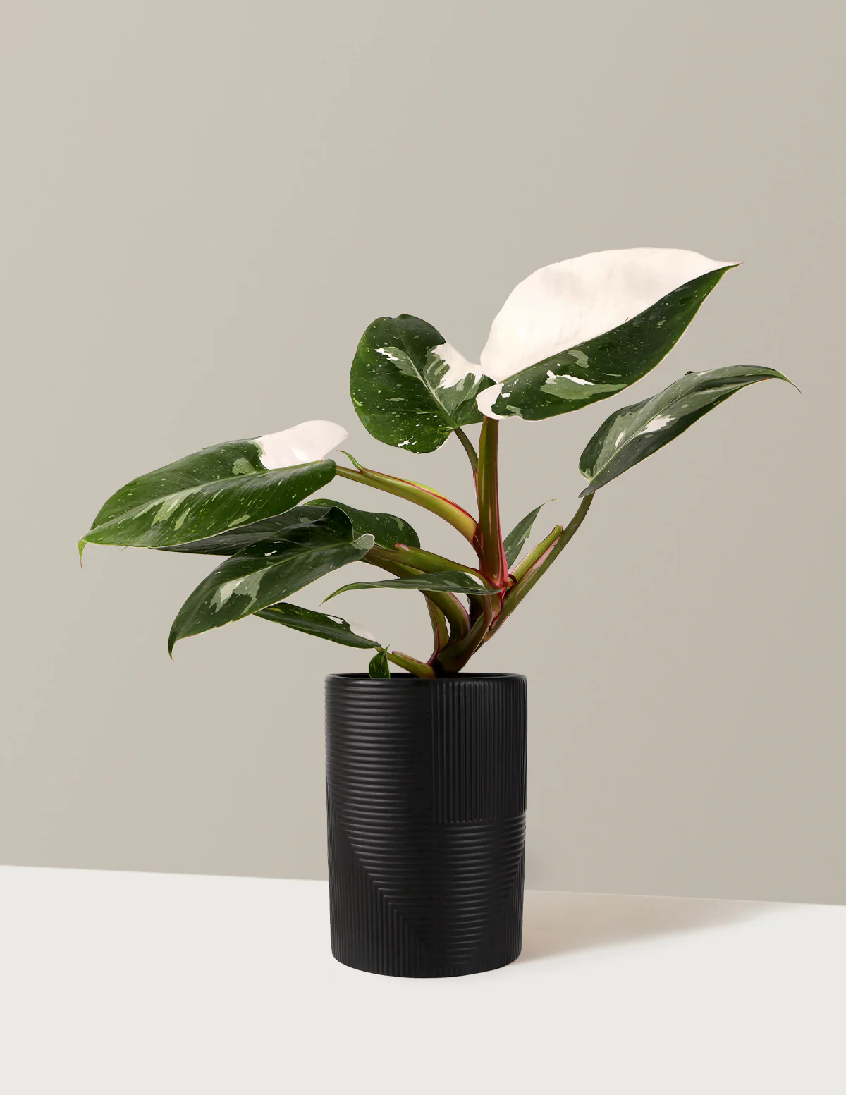 Philodendron White Princess - Image 10