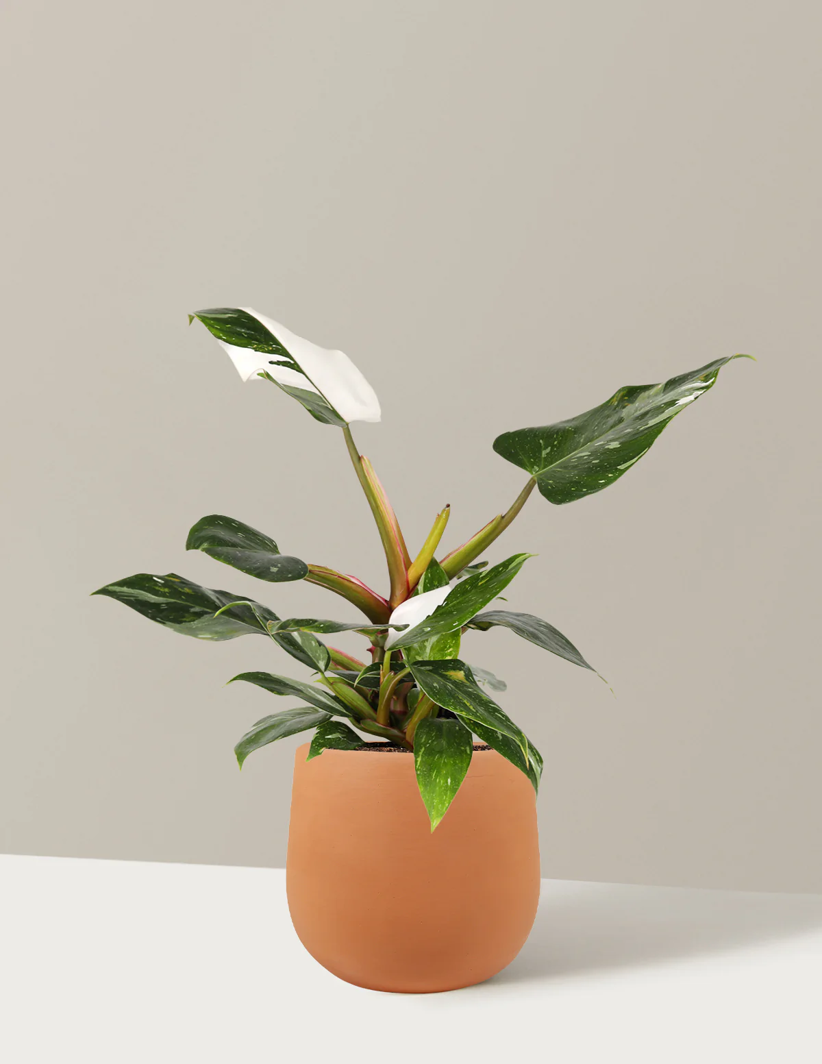 Philodendron White Princess - Image 4