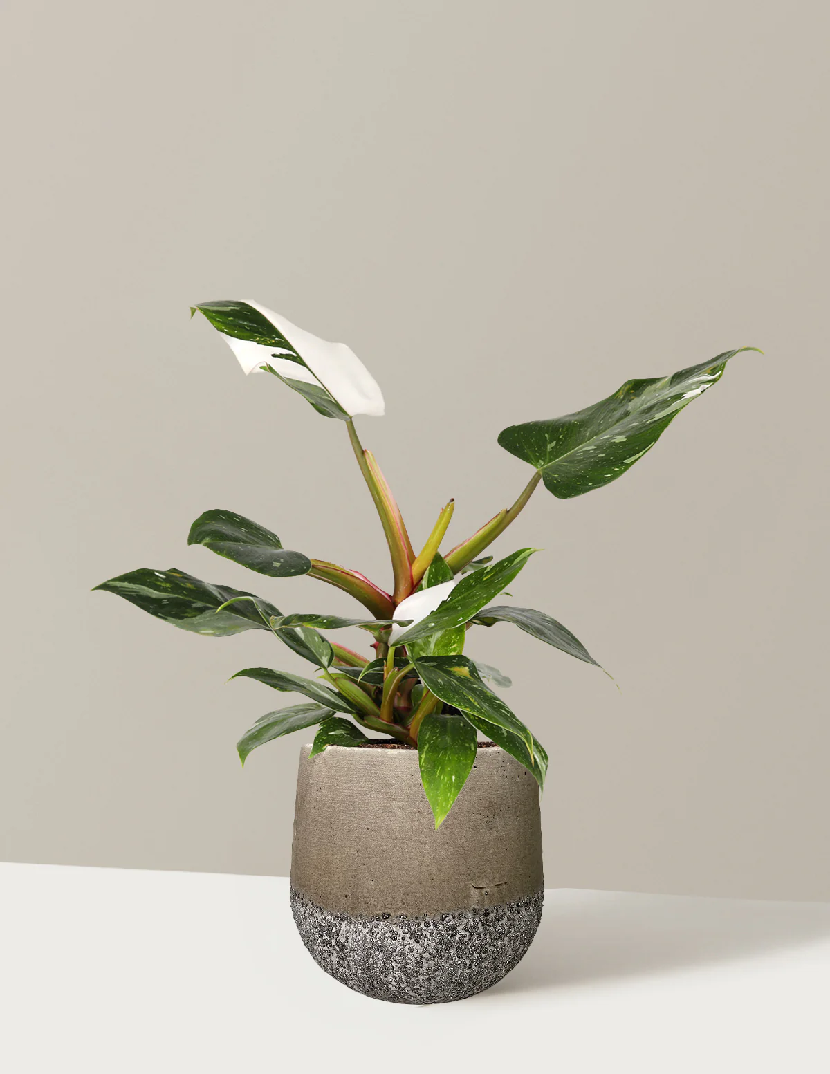 Philodendron White Princess - Image 5