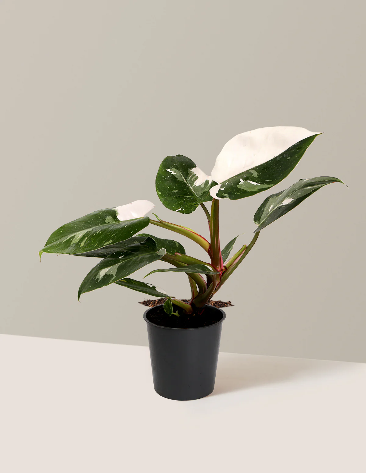 Philodendron White Princess - Image 6