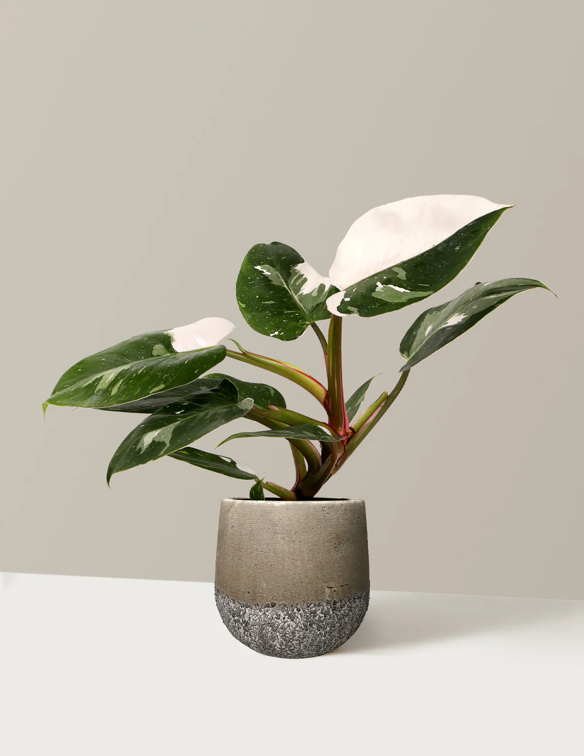 Philodendron White Princess - Image 7