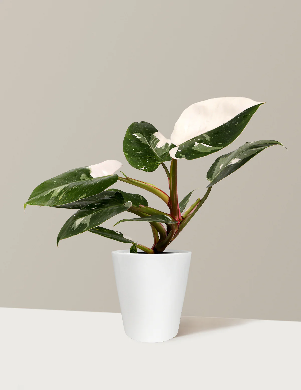 Philodendron White Princess - Image 8