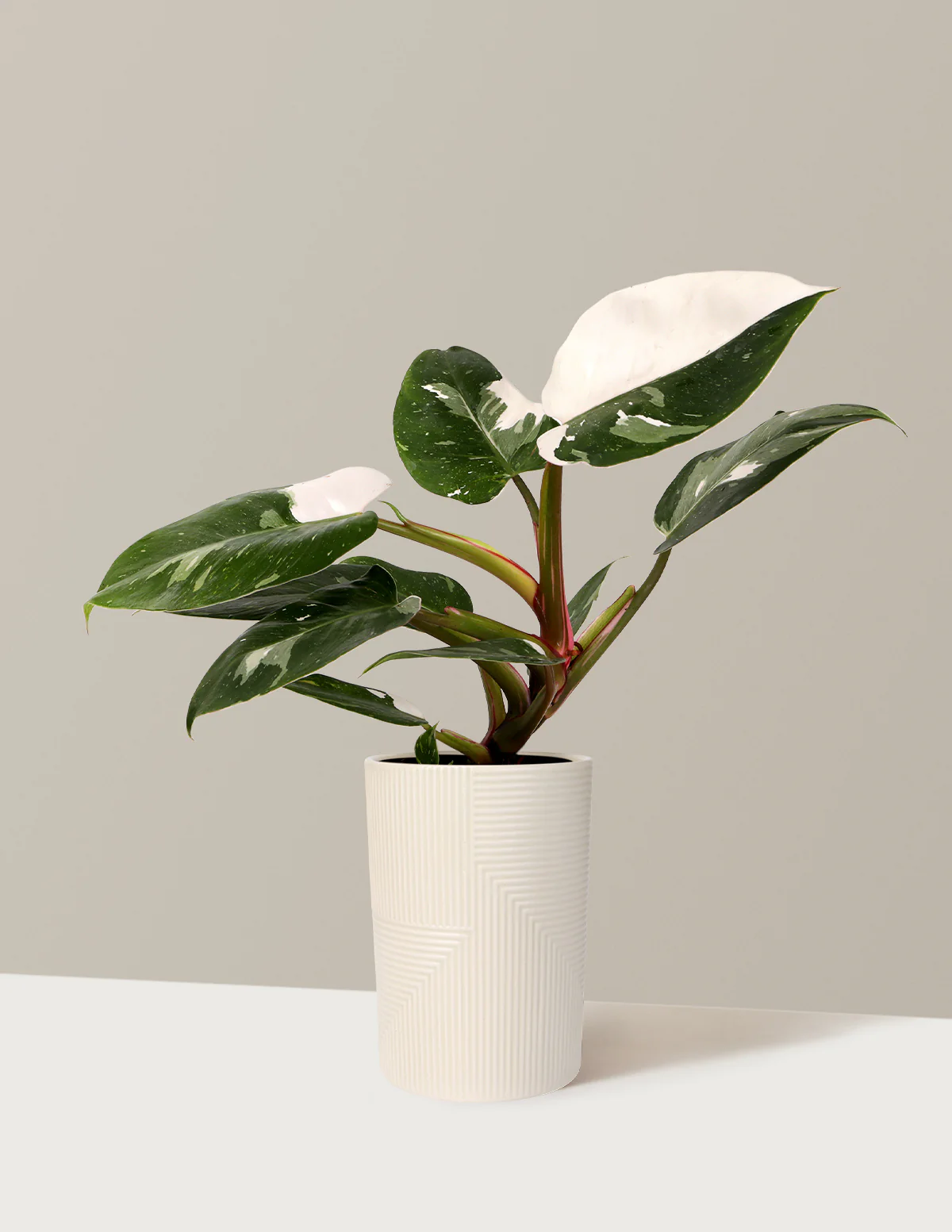 Philodendron White Princess - Image 9