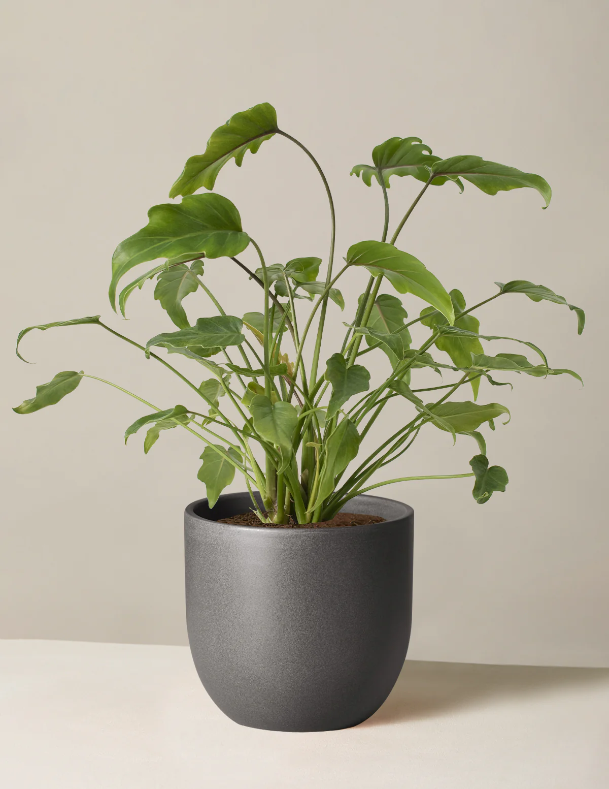 Philodendron Xanadu - Image 4