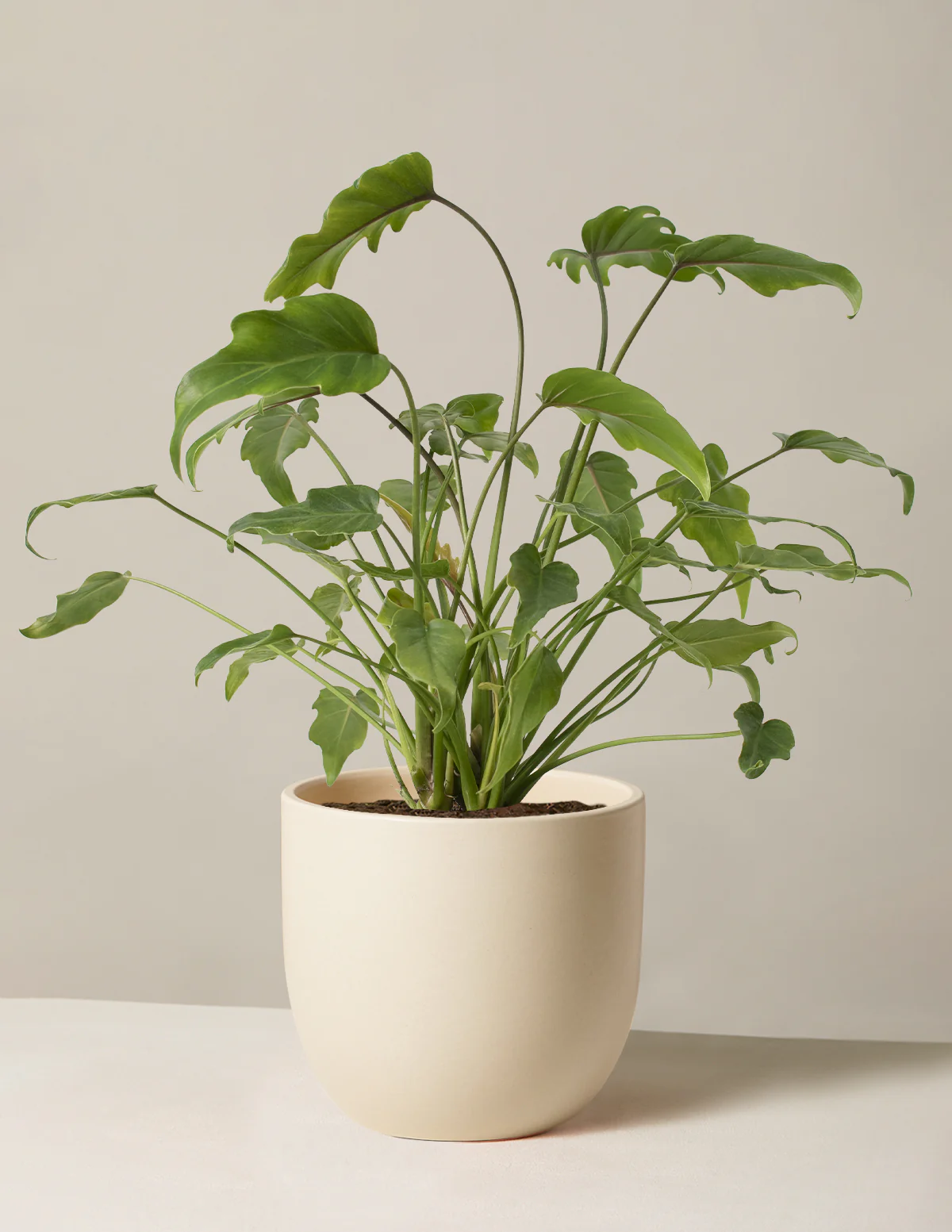 Philodendron Xanadu - Image 5