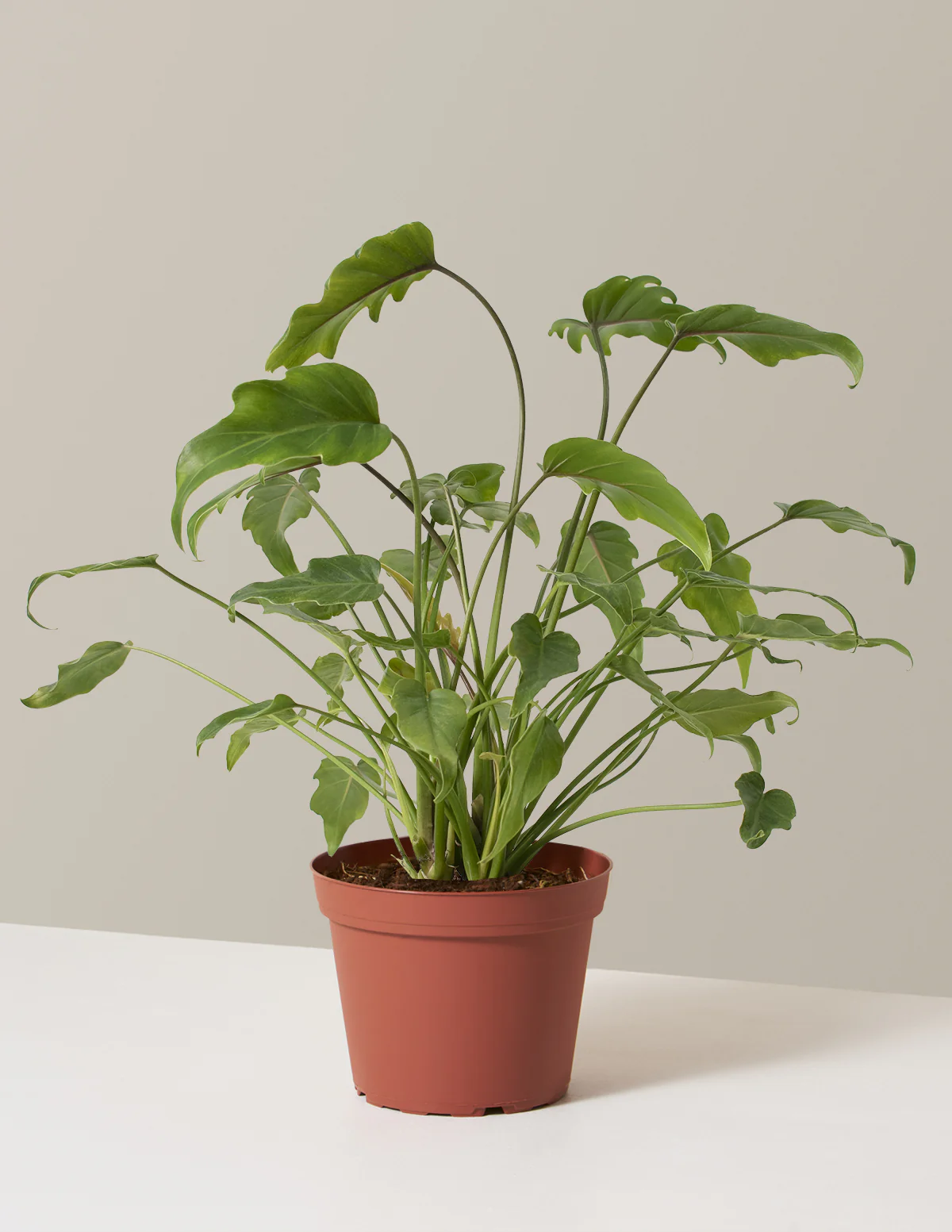 Philodendron Xanadu - Image 6