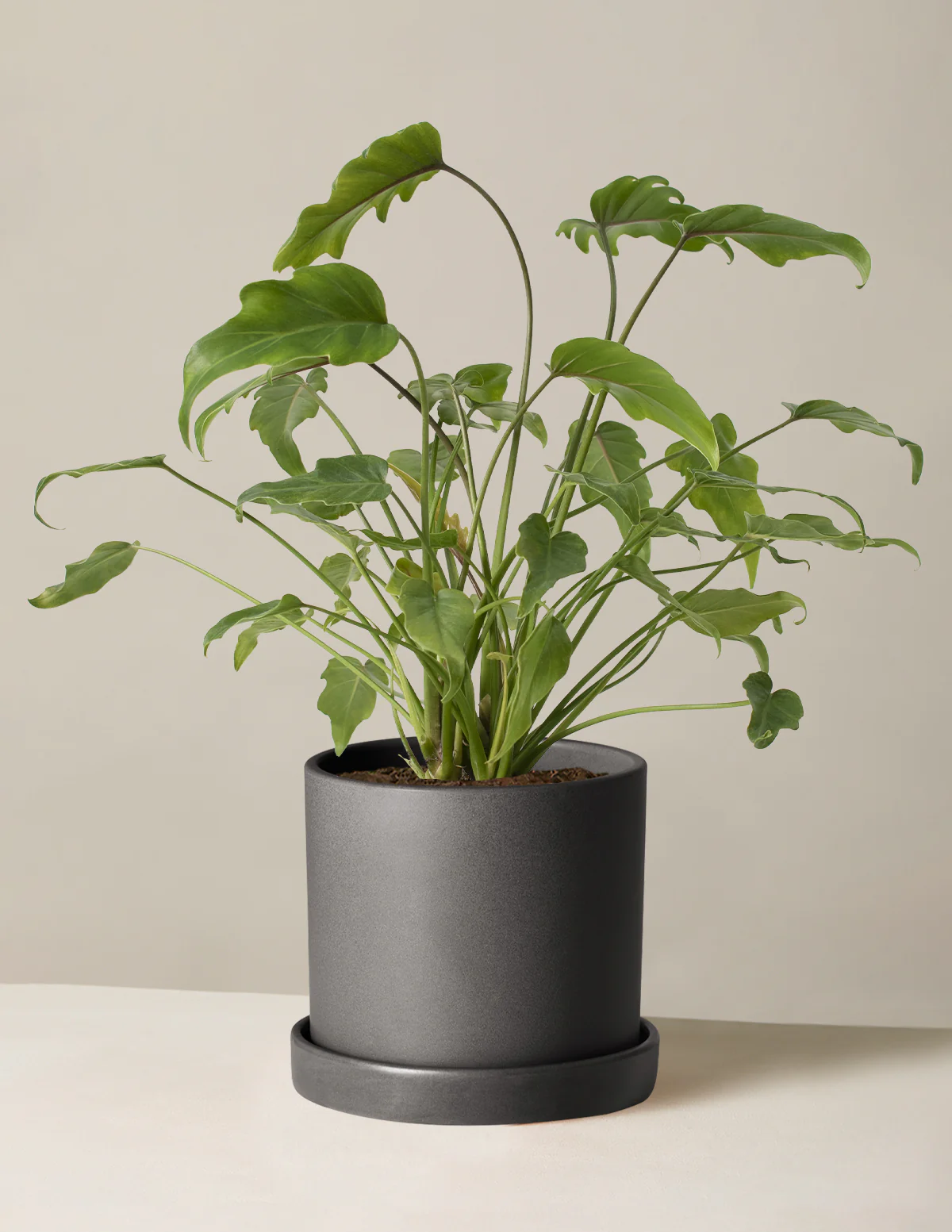 Philodendron Xanadu - Image 7