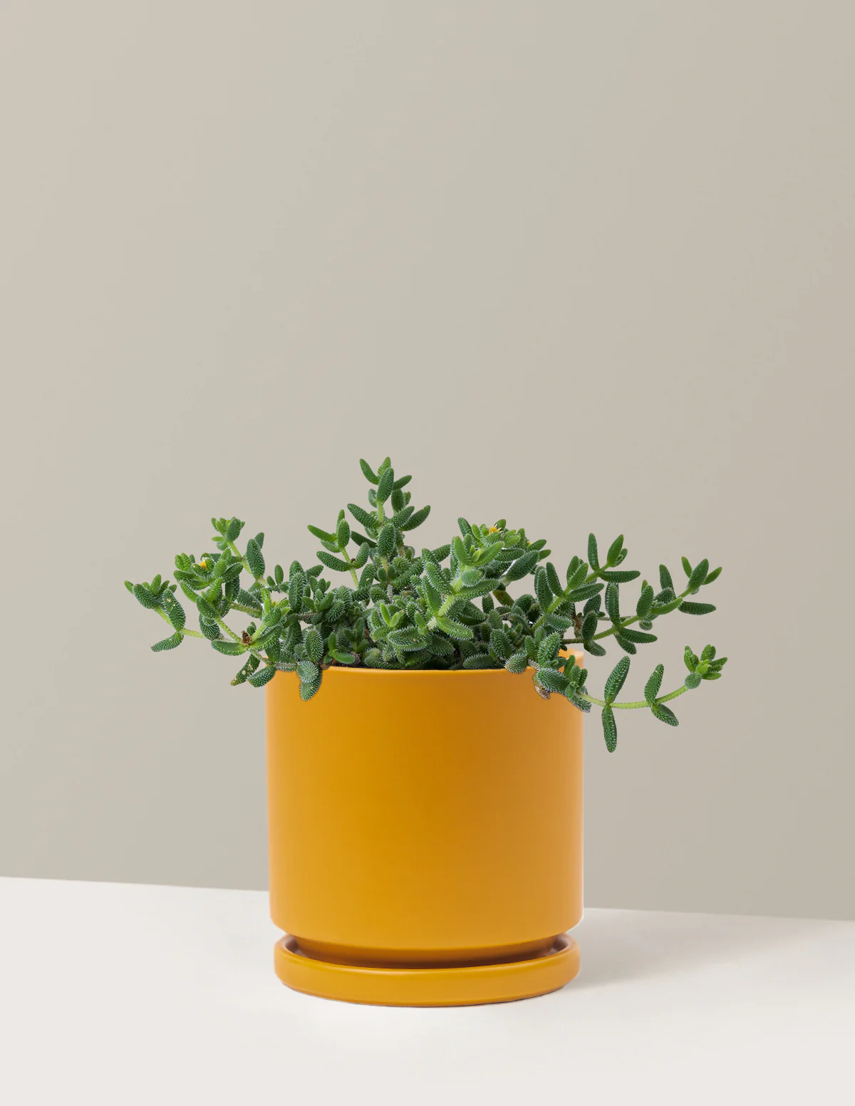 Pickle Plant - Image 10
