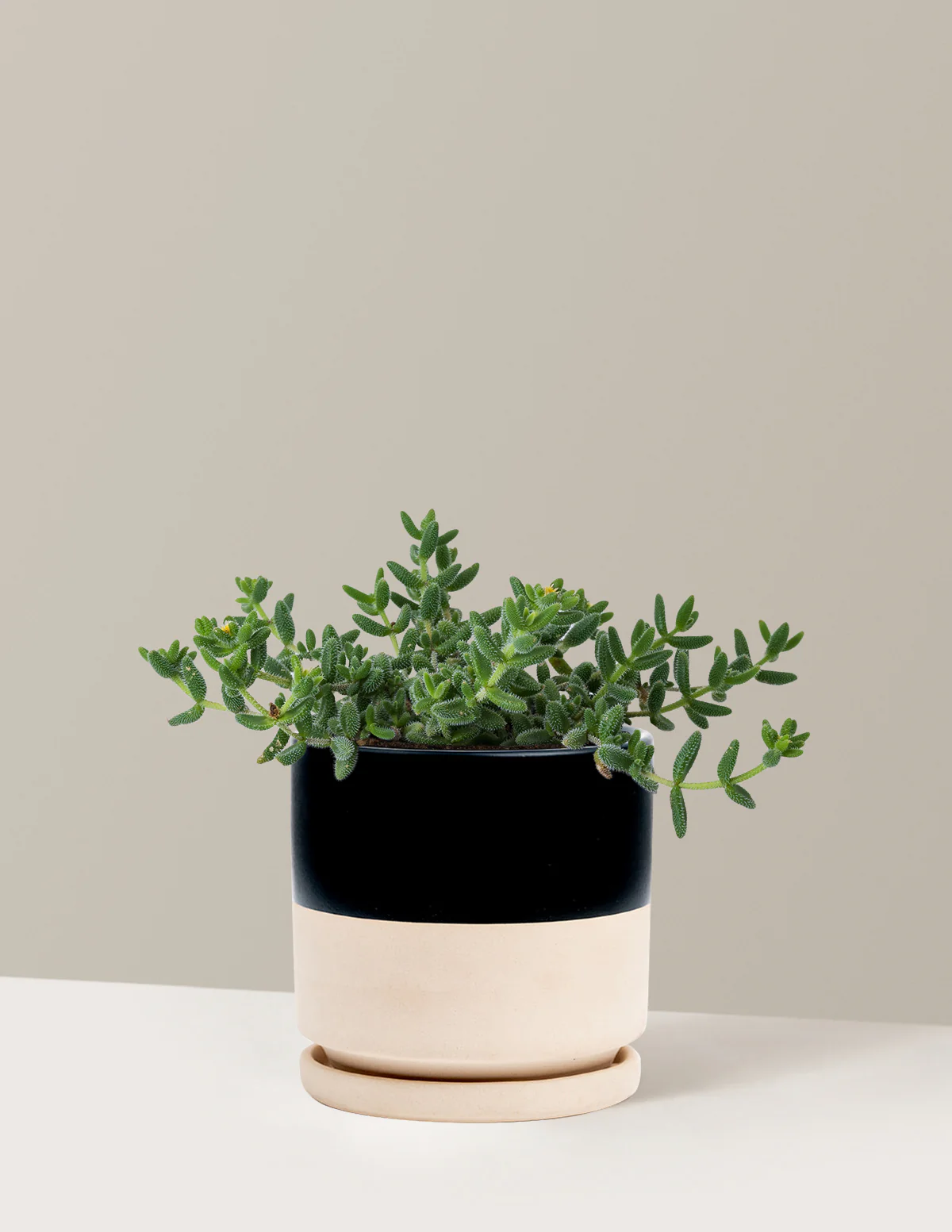 Pickle Plant - Image 11