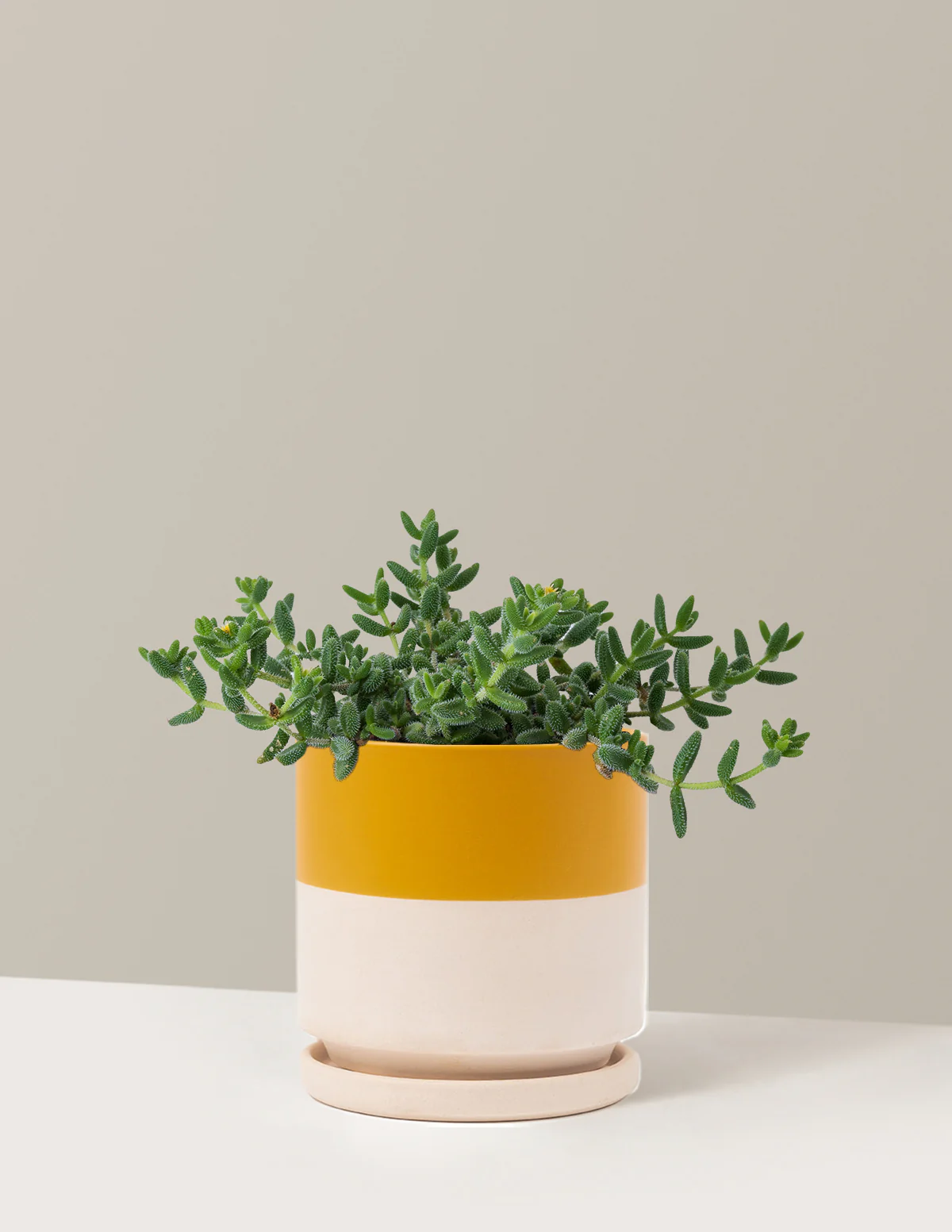 Pickle Plant - Image 12