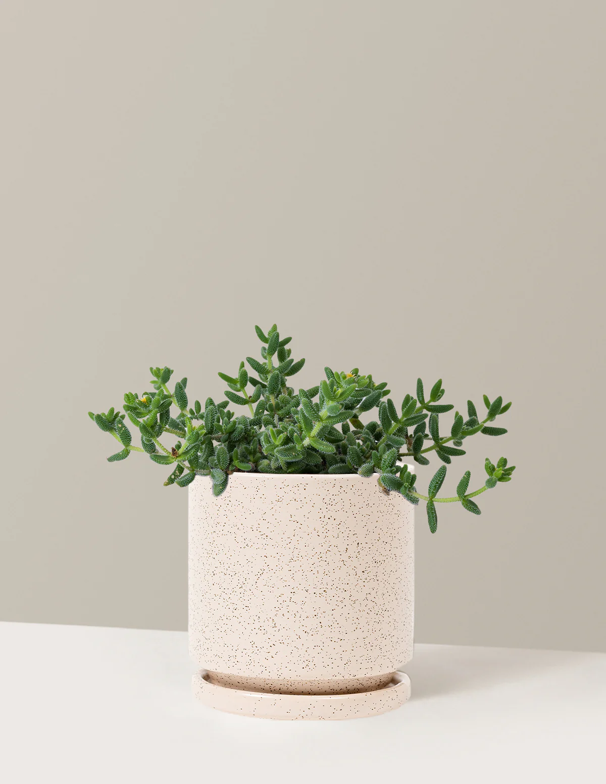 Pickle Plant - Image 13