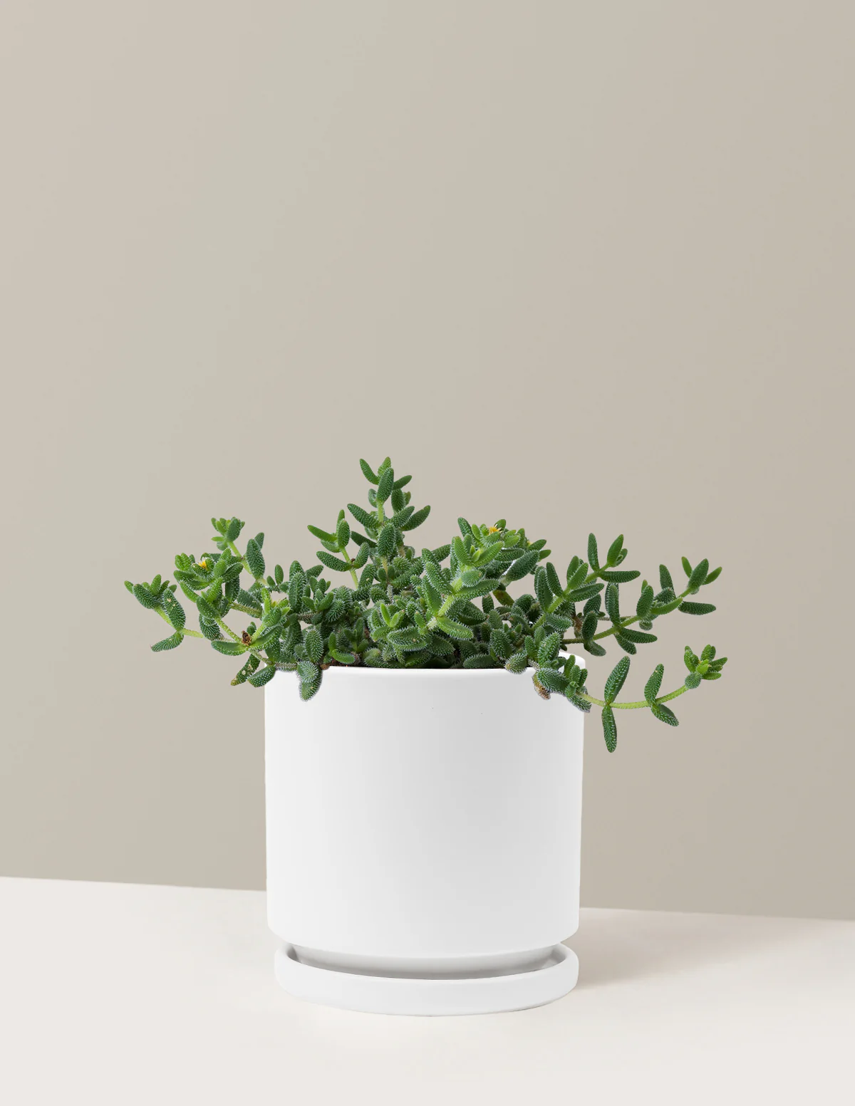 Pickle Plant - Image 14