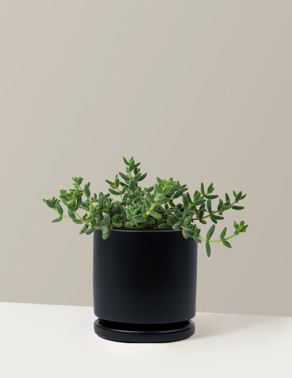 Pickle Plant - Image 16