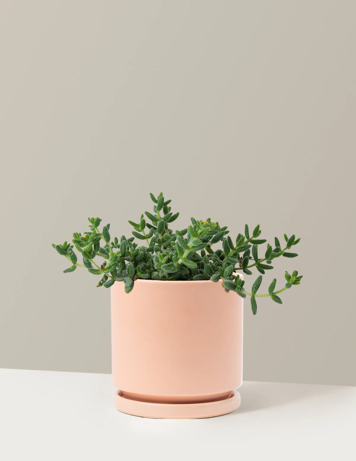 Pickle Plant - Image 17