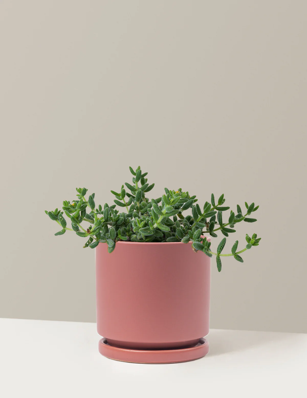 Pickle Plant - Image 18