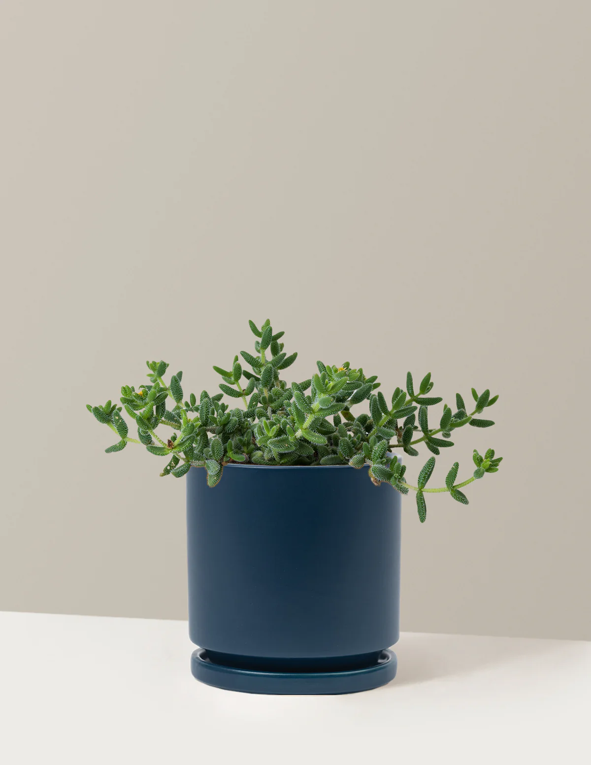 Pickle Plant - Image 19