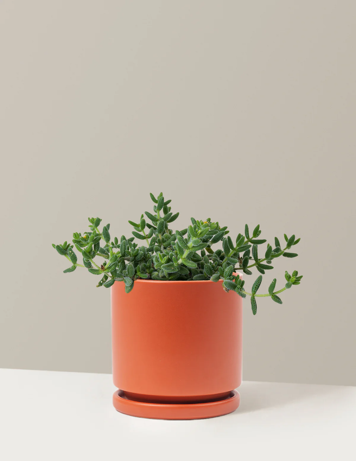 Pickle Plant - Image 20