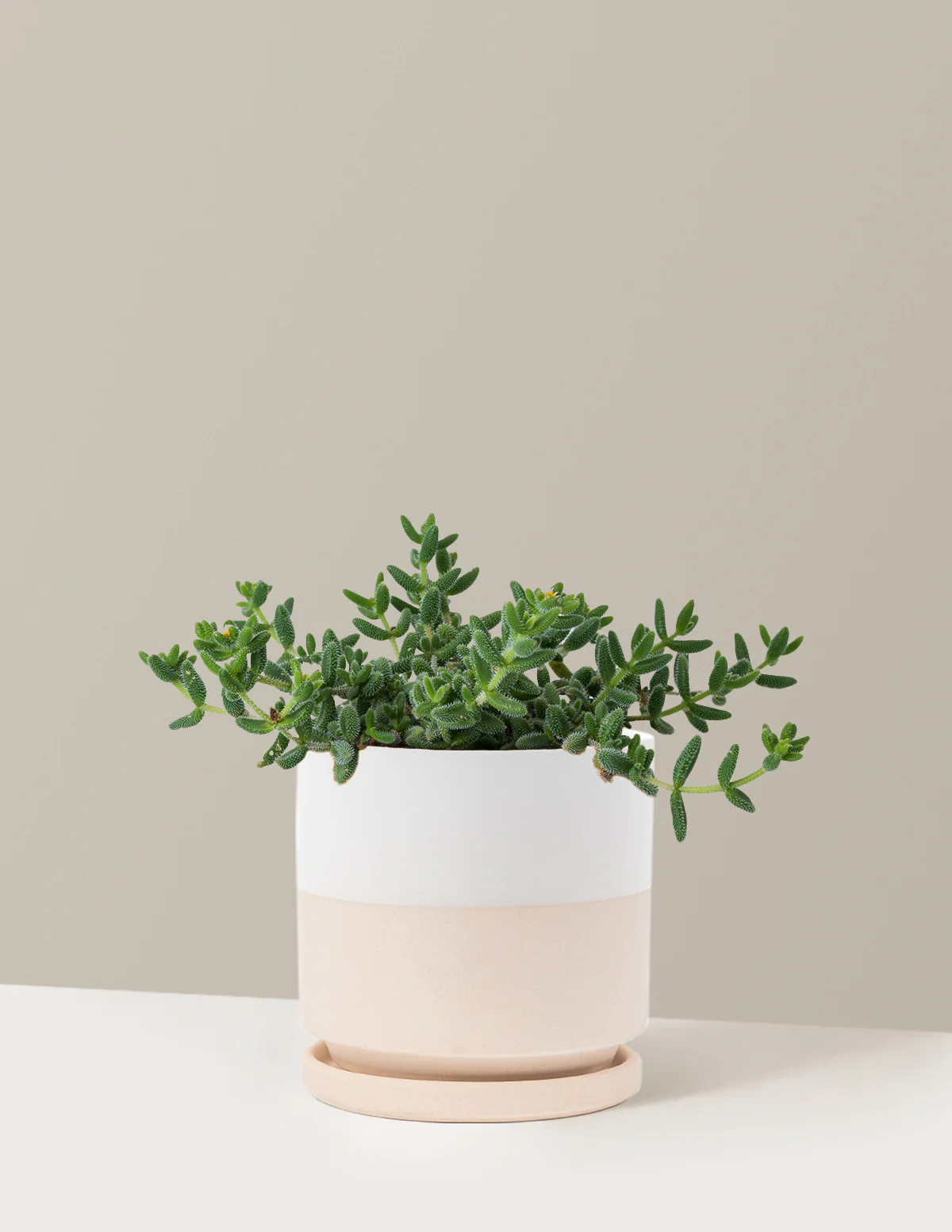 Pickle Plant - Image 22