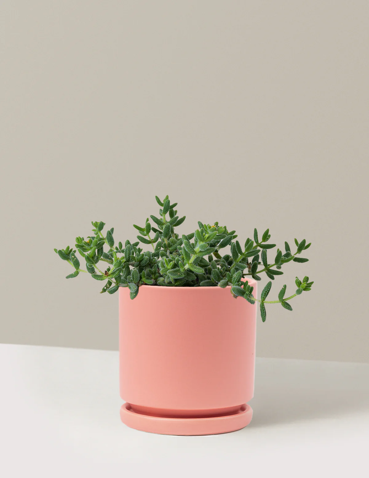 Pickle Plant - Image 24