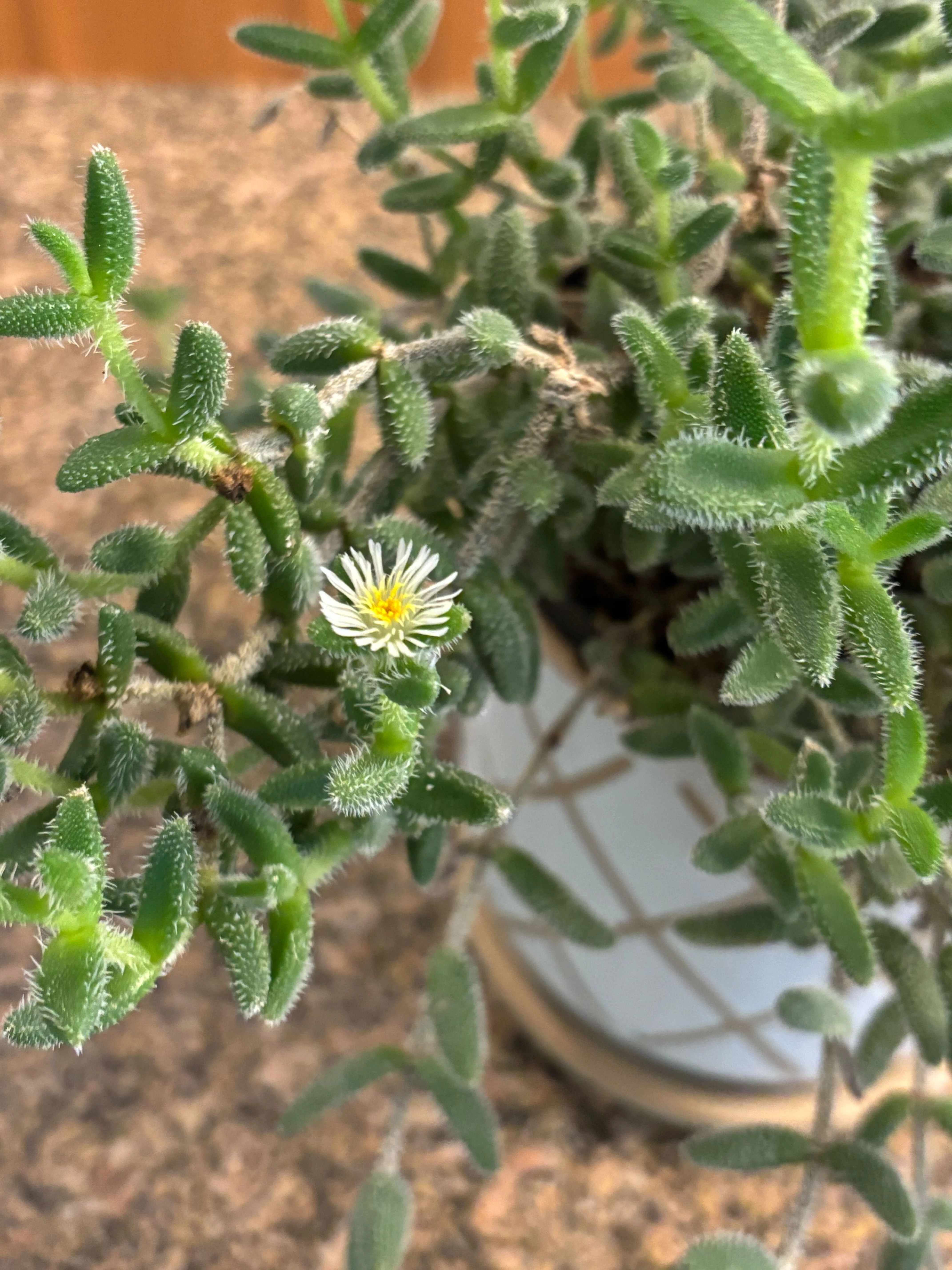 Pickle Plant - Image 3