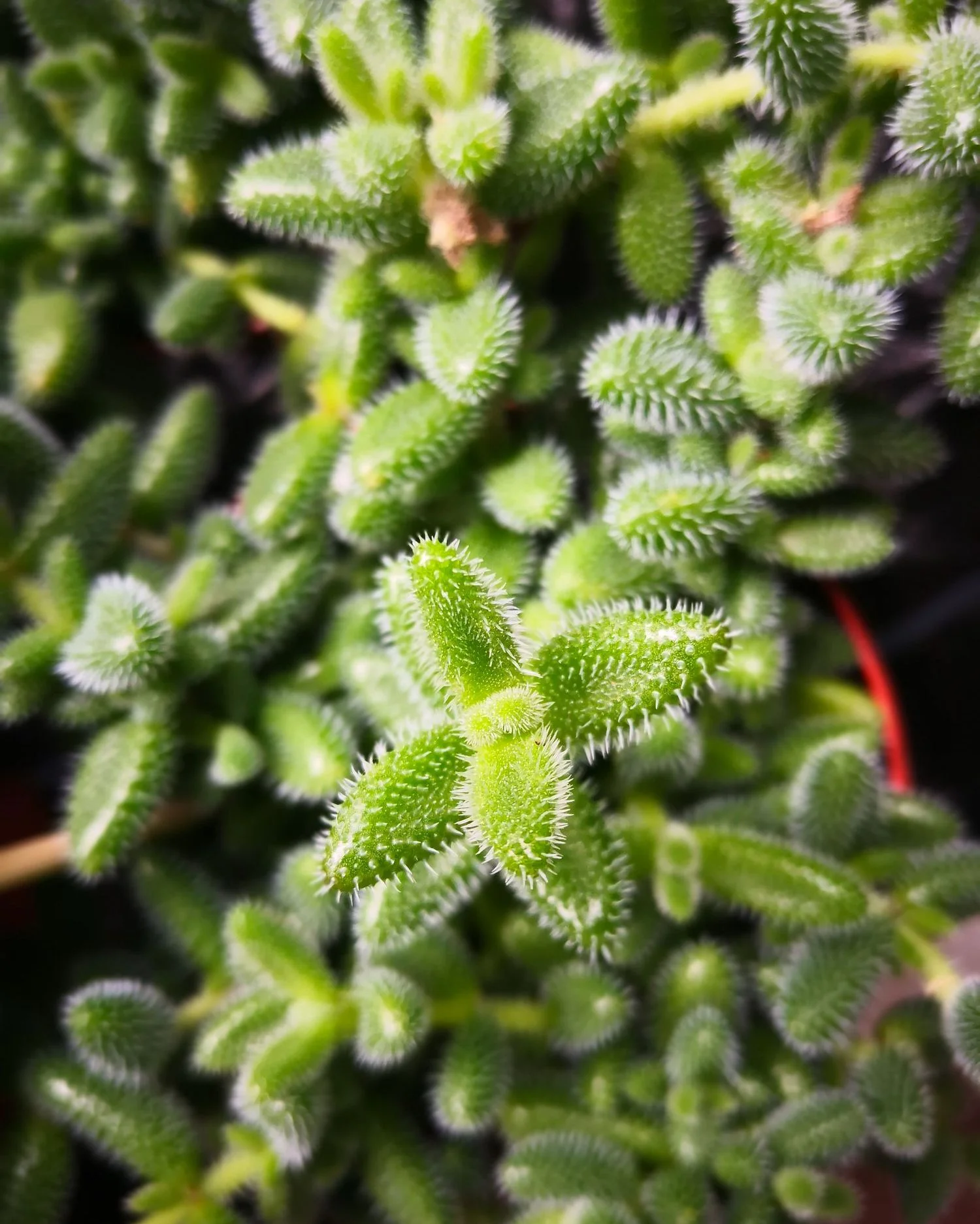 Pickle Plant - Image 4
