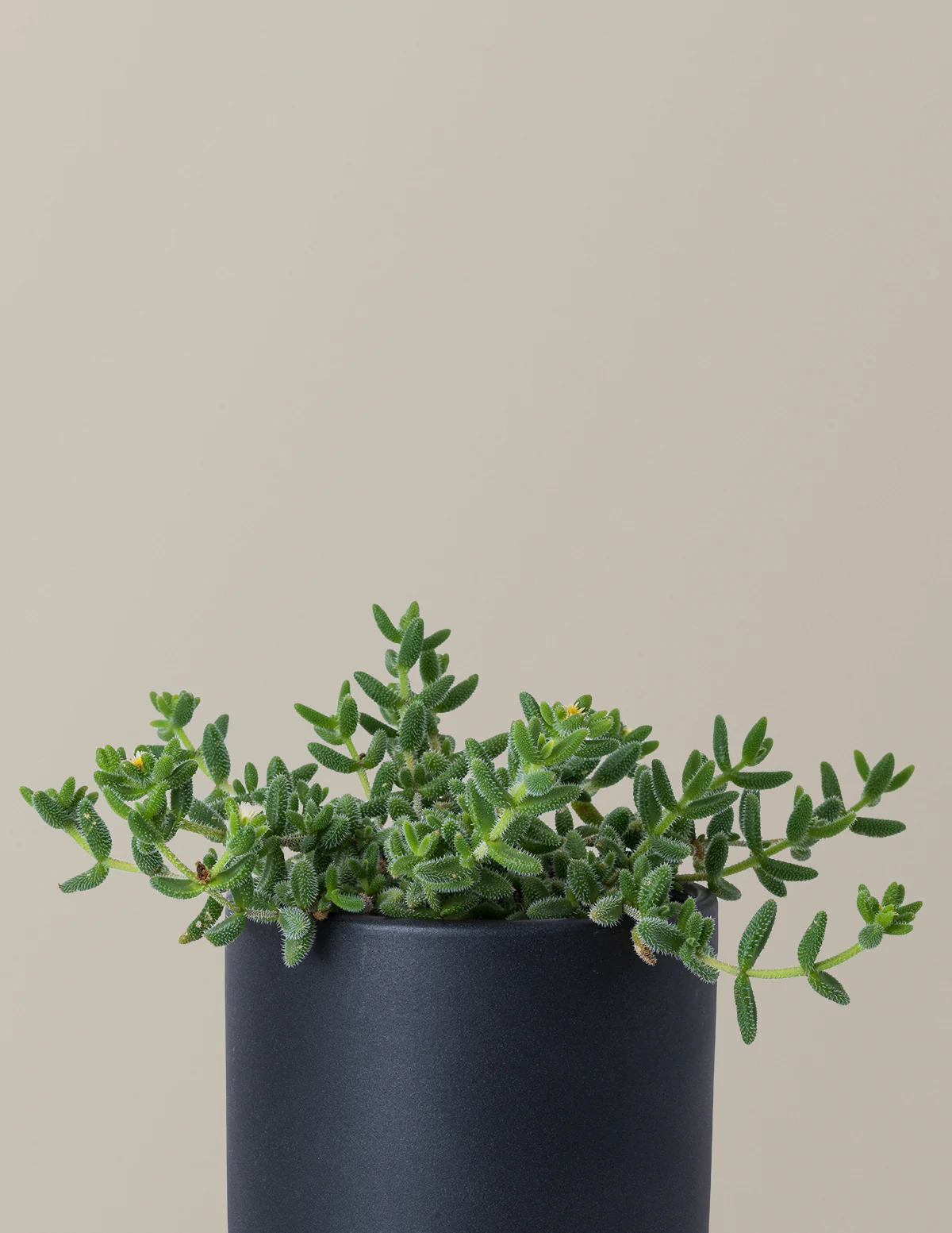 Pickle Plant - Image 5