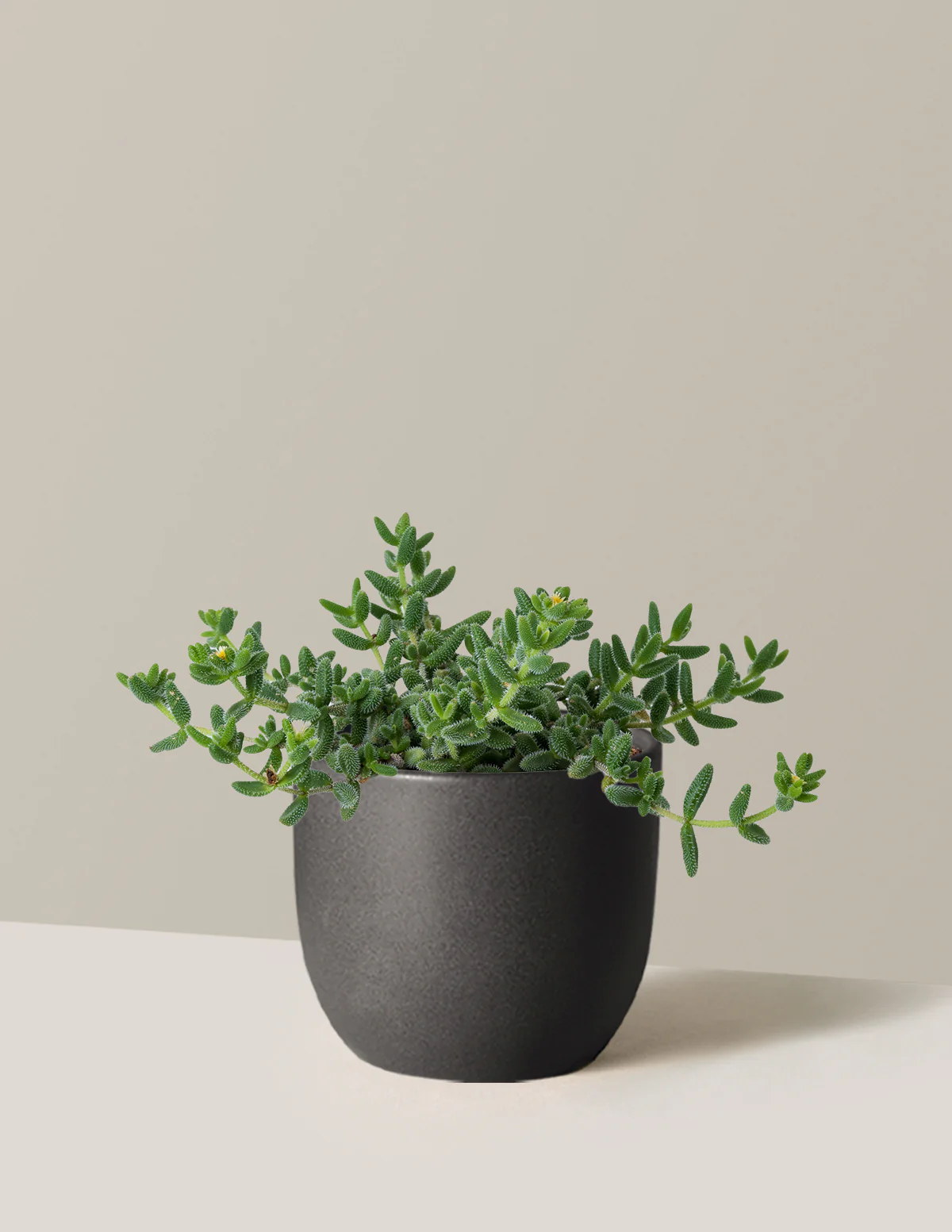 Pickle Plant - Image 6