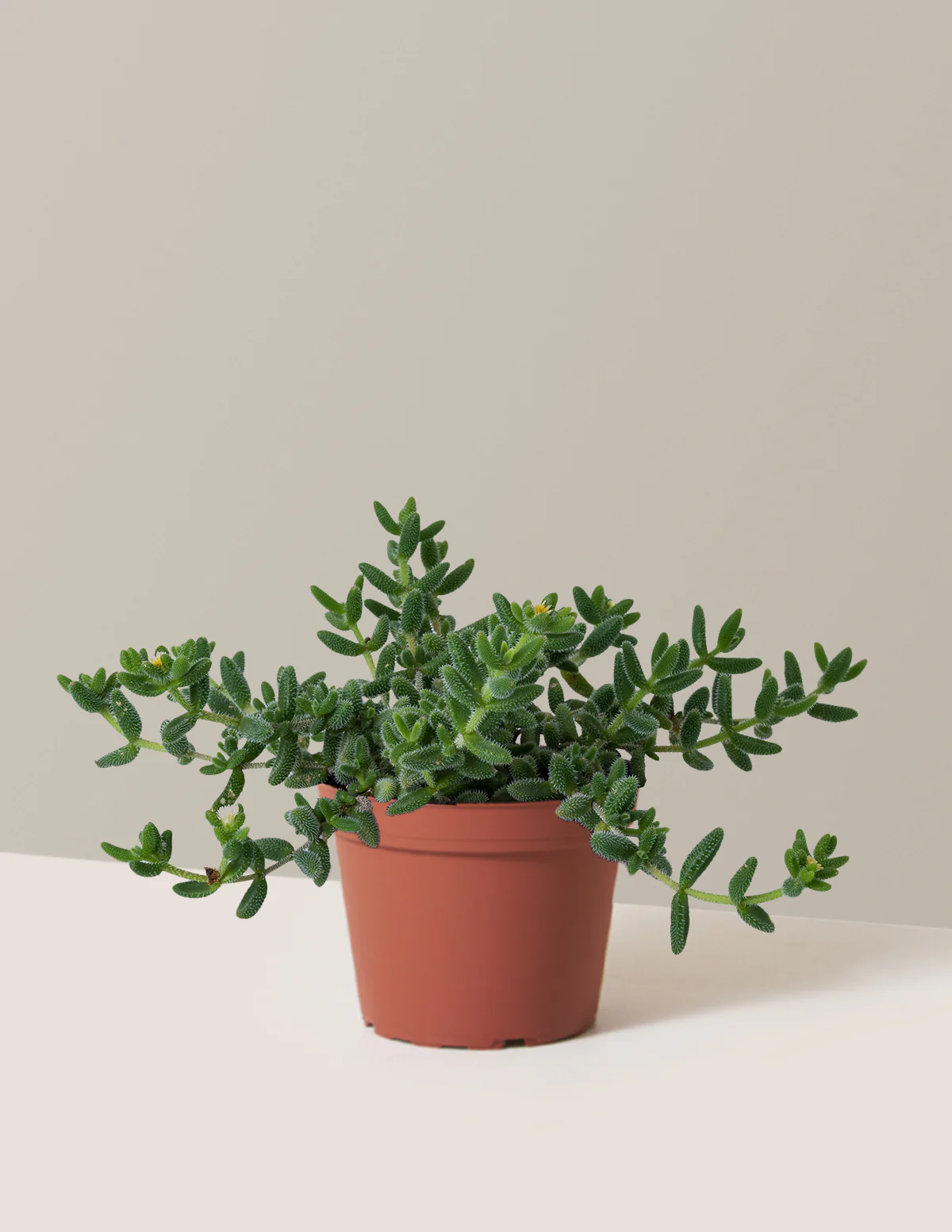 Pickle Plant - Image 7