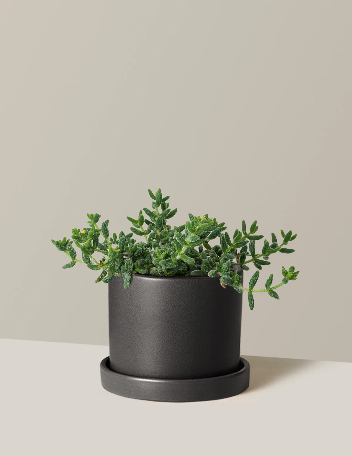 Pickle Plant - Image 8