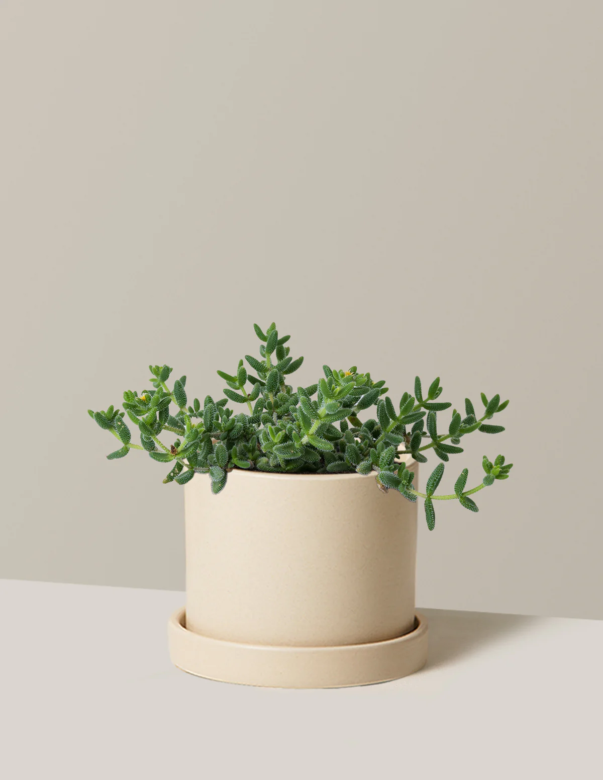 Pickle Plant - Image 9