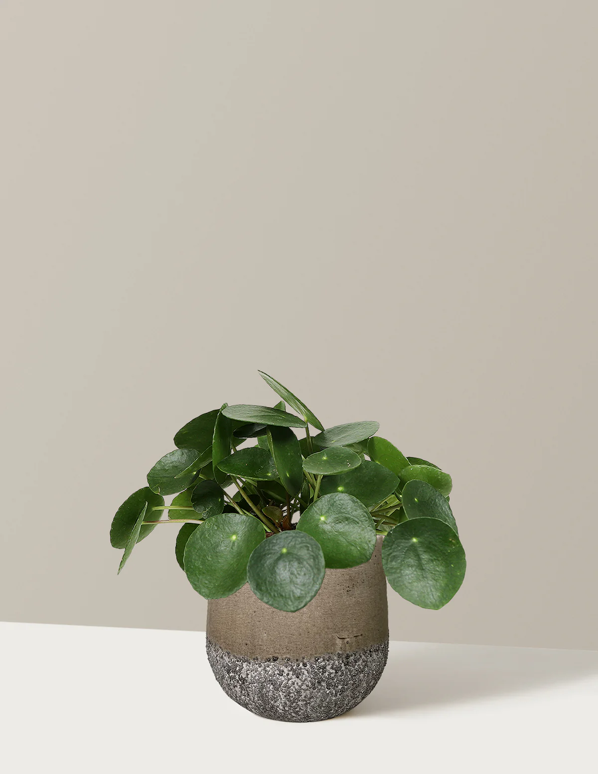Pilea Peperomioides