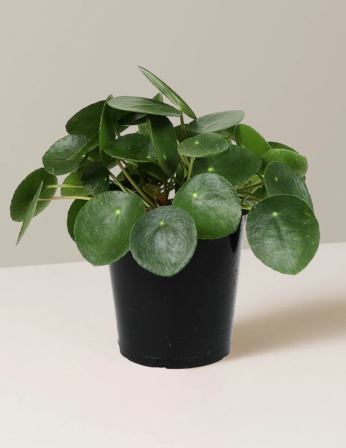 Pilea Peperomioides - Image 10