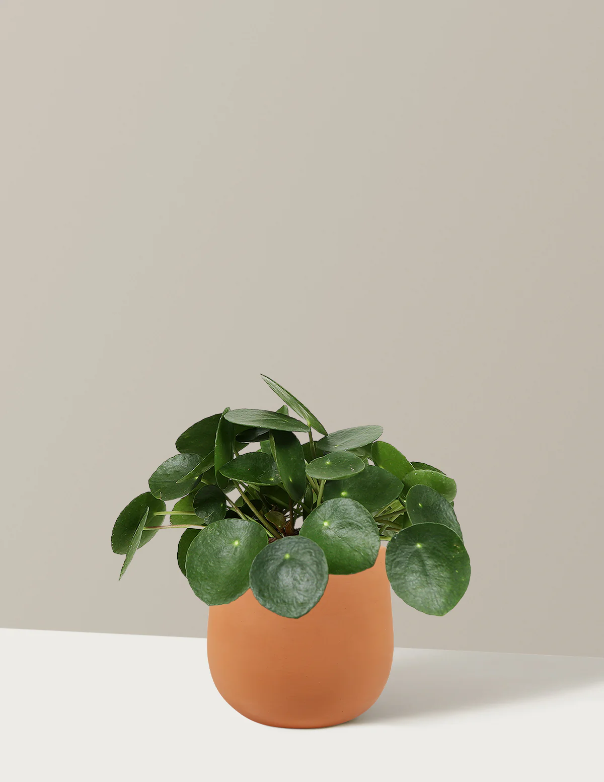 Pilea Peperomioides - Image 11
