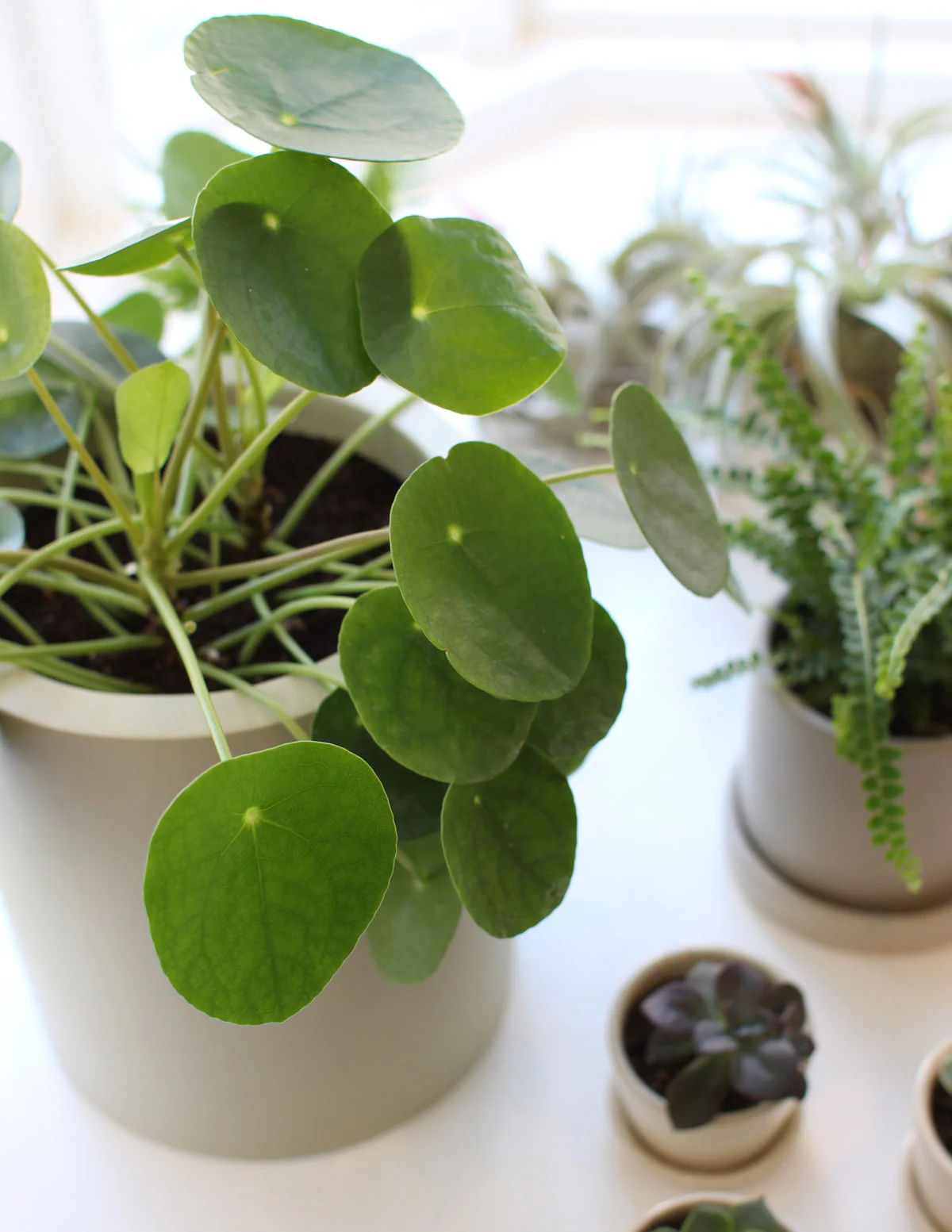 Pilea Peperomioides - Image 2