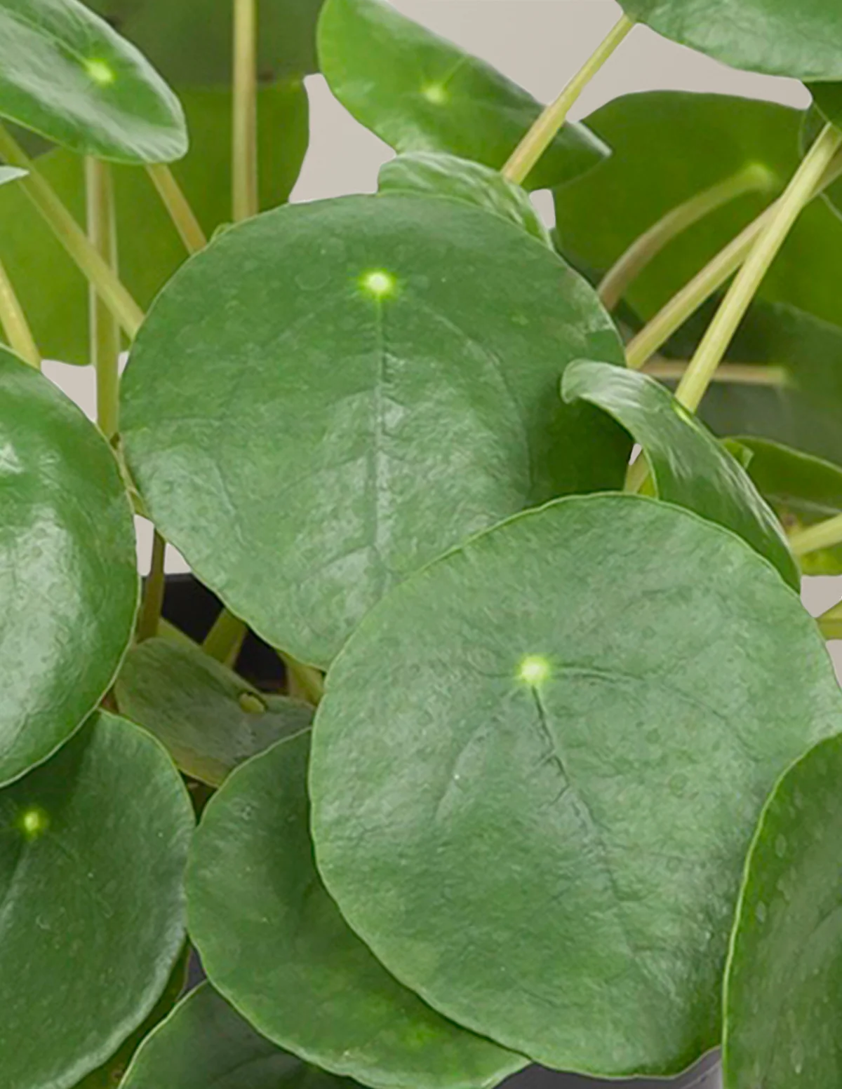 Pilea Peperomioides - Image 3