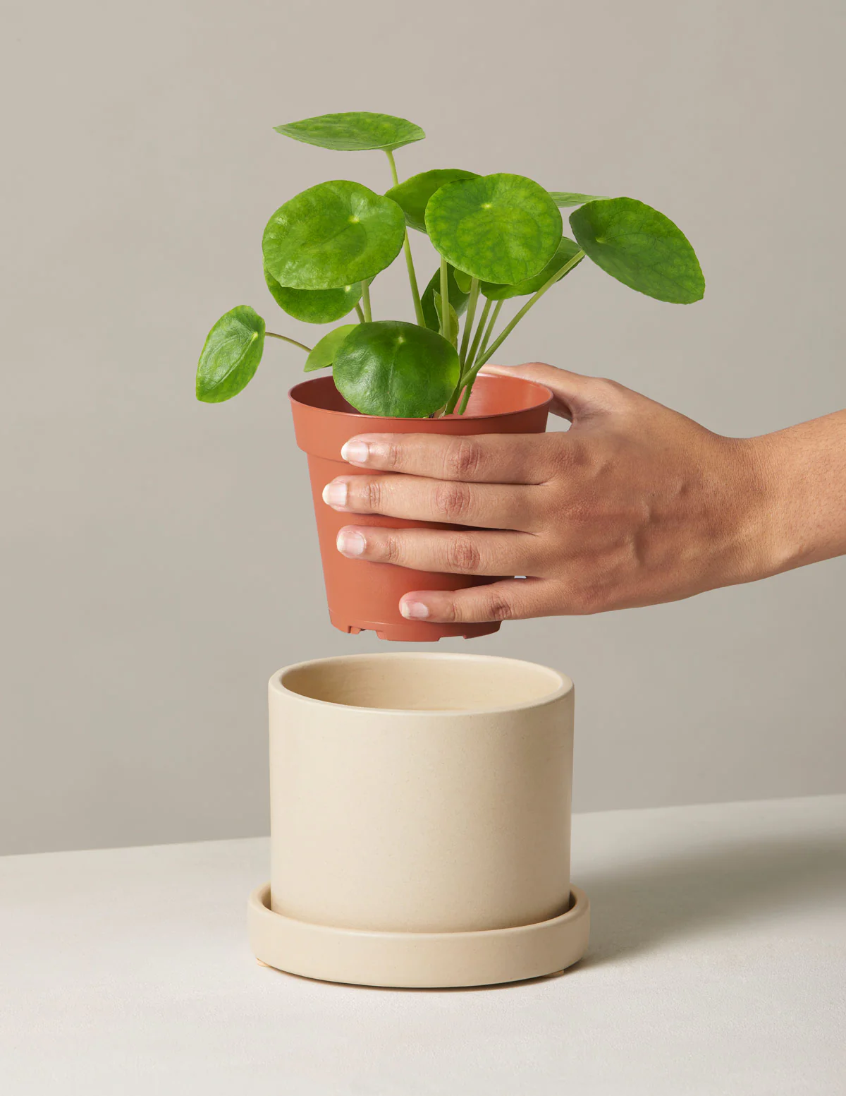Pilea Peperomioides - Image 4