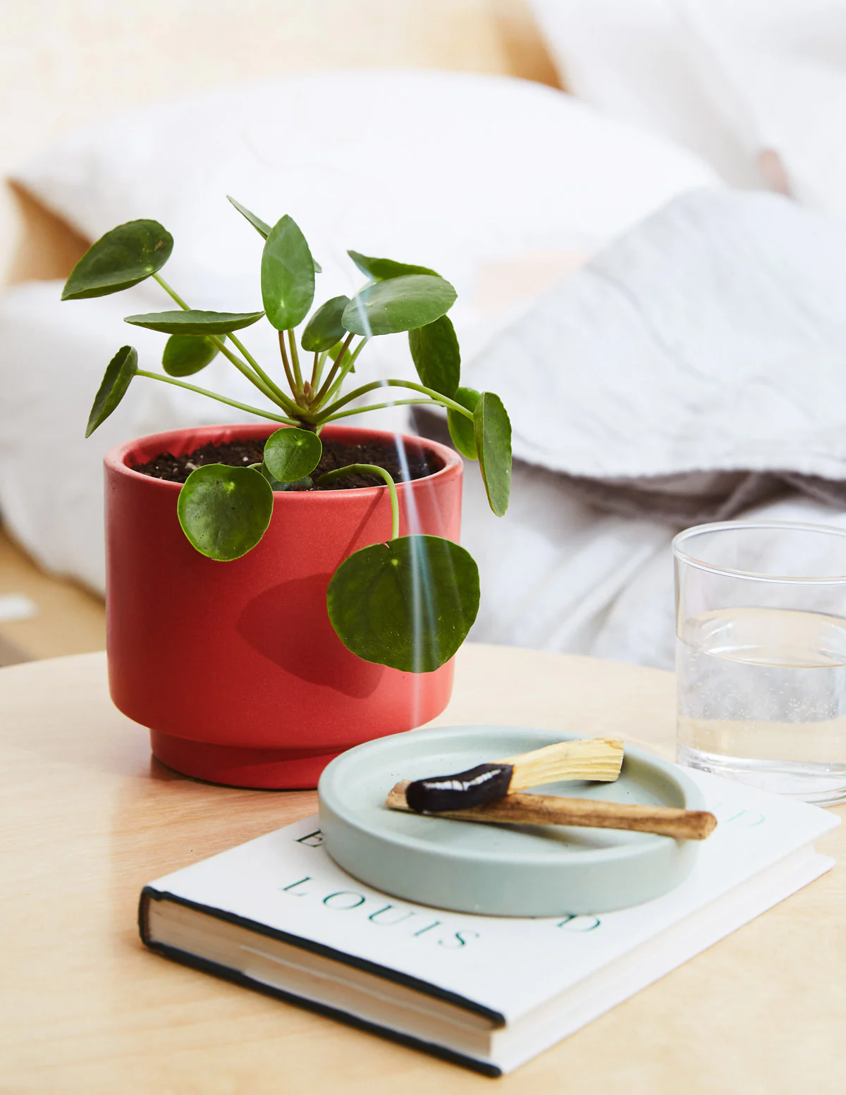 Pilea Peperomioides - Image 5