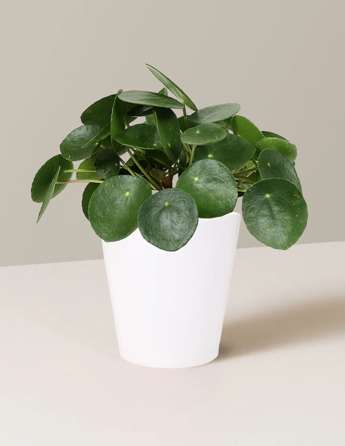 Pilea Peperomioides - Image 7