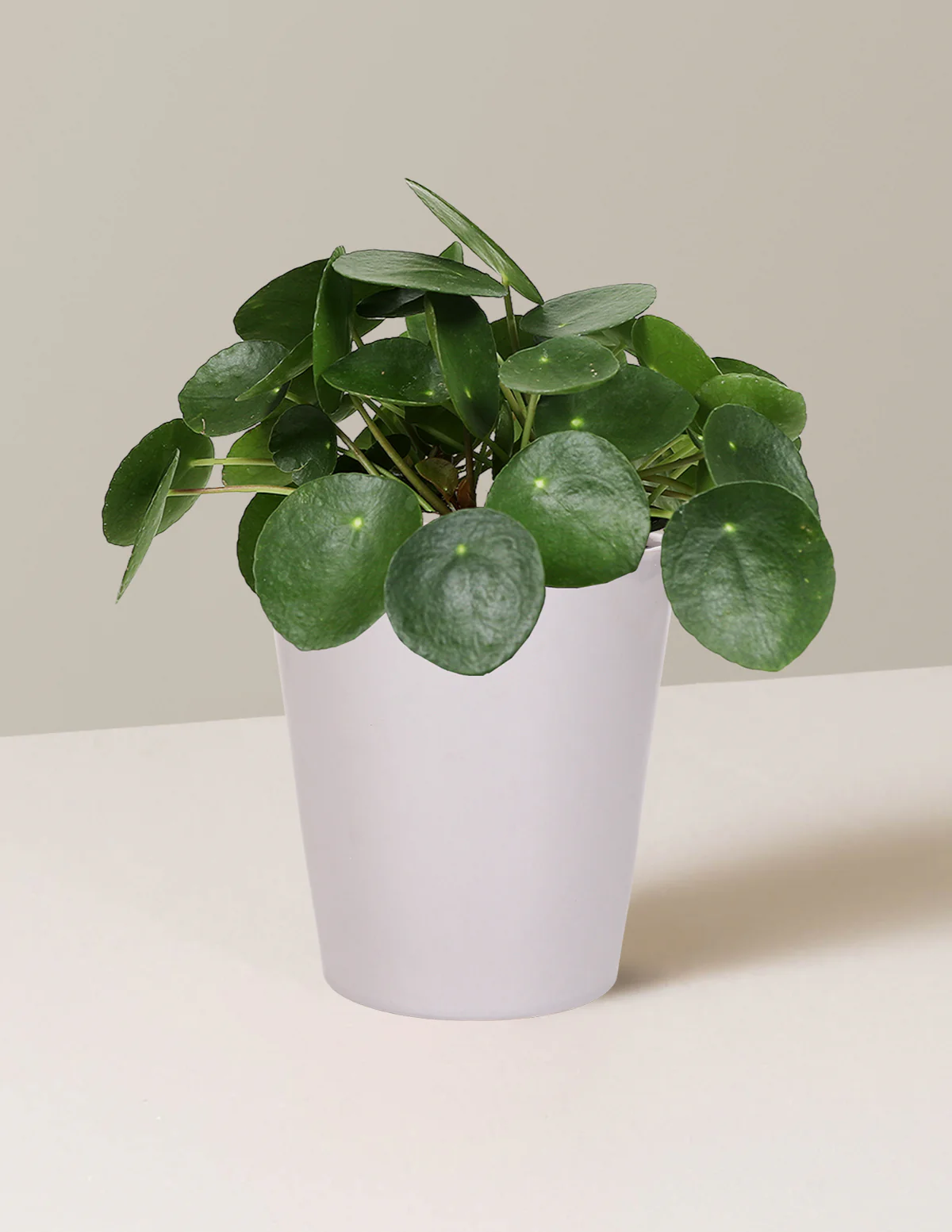 Pilea Peperomioides - Image 8